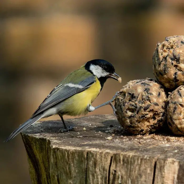 30 Vetbollen in hersluitbare doos, Mezenbollen zonder net