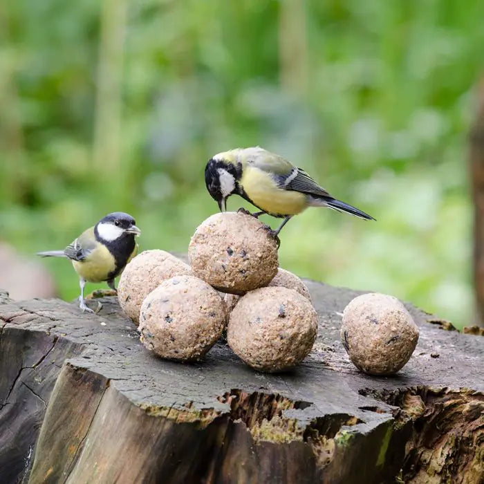 6 Vetbollen Voor Vogels met insecten, Mezenbollen zonder net